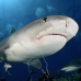shark_tiger_ft_lbb_v_3630_bah4301.jpg